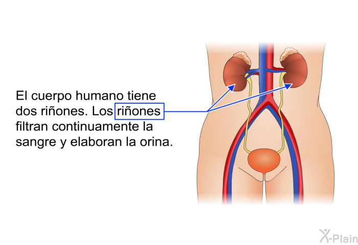 El cuerpo humano tiene dos riones. Los riones filtran continuamente la sangre y elaboran la orina.