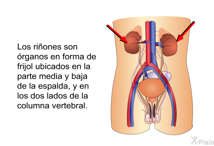 Los riones son rganos en forma de frijol ubicados en la parte media y baja de la espalda, y en los dos lados de la columna vertebral.