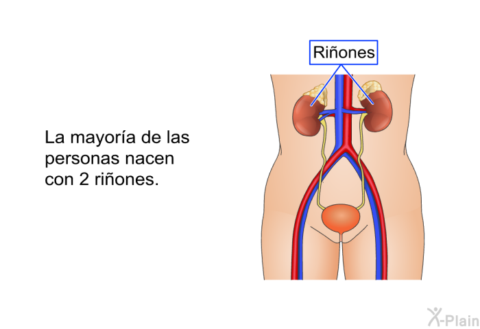 La mayora de las personas nacen con 2 riones.