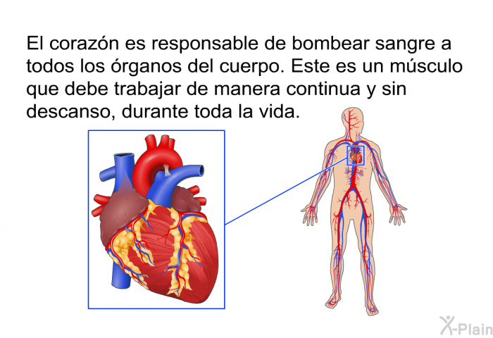 El corazn es responsable de bombear sangre a todos los rganos del cuerpo. Este es un msculo que debe trabajar de manera continua y sin descanso, durante toda la vida.