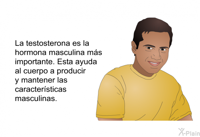 La testosterona es la hormona masculina ms importante. Esta ayuda al cuerpo a producir y mantener las caractersticas masculinas.