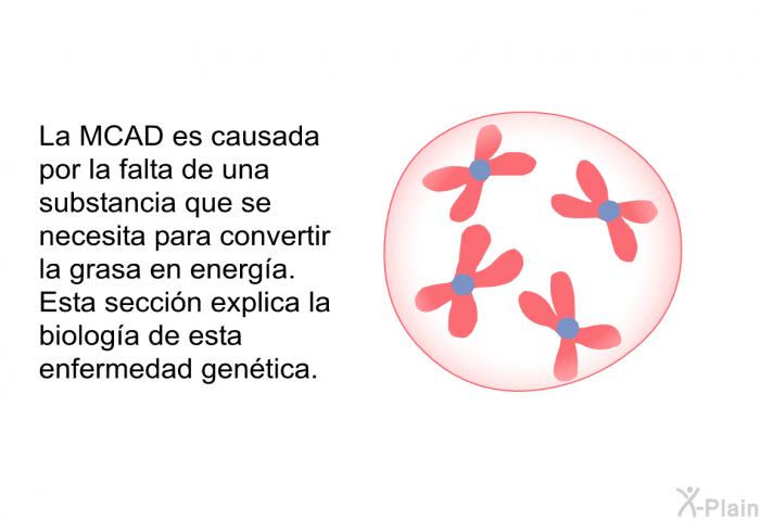 La MCAD es causada por la falta de una substancia que se necesita para convertir la grasa en energa. Esta seccin explica la biologa de esta enfermedad gentica.