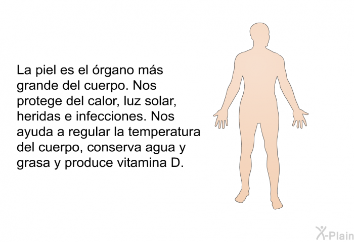 La piel es el rgano ms grande del cuerpo. Nos protege del calor, luz solar, heridas e infecciones. Nos ayuda a regular la temperatura del cuerpo, conserva agua y grasa y produce vitamina D.