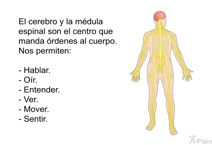 El cerebro y la mdula espinal son el centro que manda rdenes al cuerpo. Nos permiten:  Hablar. Or. Entender. Ver. Mover. Sentir.