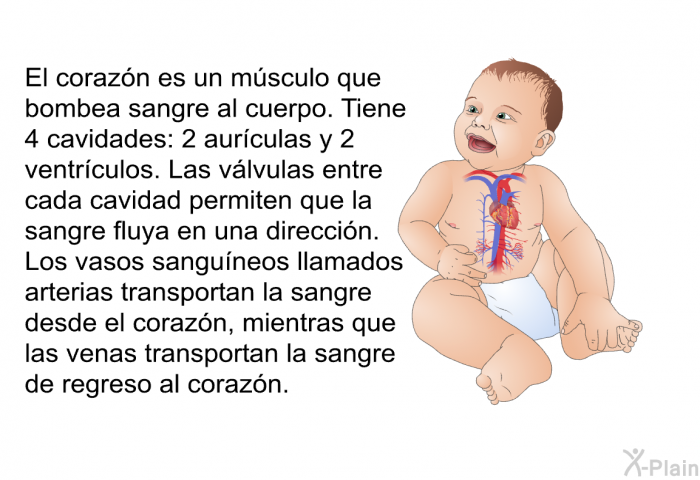 El corazn es un msculo que bombea sangre al cuerpo. Tiene 4 cavidades: 2 aurculas y 2 ventrculos. Las vlvulas entre cada cavidad permiten que la sangre fluya en una direccin. Los vasos sanguneos llamados arterias transportan la sangre desde el corazn, mientras que las venas transportan la sangre de regreso al corazn.