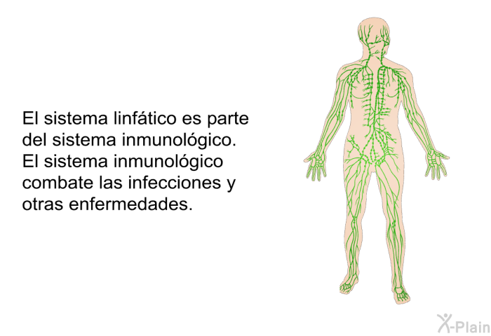 El sistema linf�tico es parte del sistema inmunol�gico. El sistema inmunol�gico combate las infecciones y otras enfermedades.