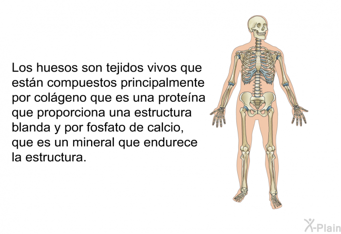 Los huesos son tejidos vivos que estn compuestos principalmente por colgeno que es una protena que proporciona una estructura blanda y por fosfato de calcio, que es un mineral que endurece la estructura.