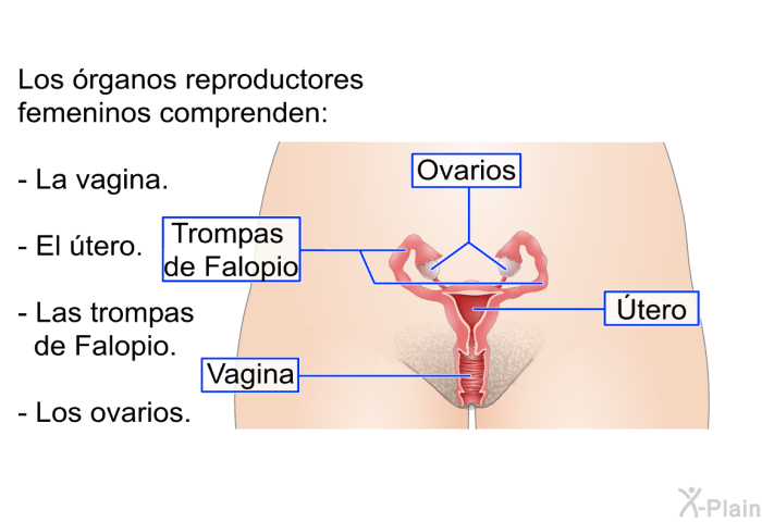 Los �rganos reproductores femeninos comprenden:  La vagina. El �tero. Las trompas de Falopio. Los ovarios.