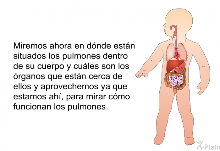 Miremos ahora en dnde estn situados los pulmones dentro de su cuerpo y cules son los rganos que estn cerca de ellos y aprovechemos ya que estamos ah, para mirar cmo funcionan los pulmones.