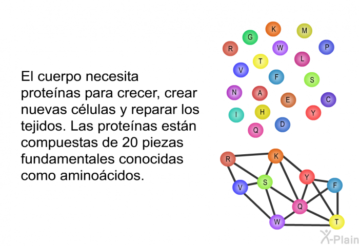 El cuerpo necesita protenas para crecer, crear nuevas clulas y reparar los tejidos. Las protenas estn compuestas de 20 piezas fundamentales conocidas como aminocidos.