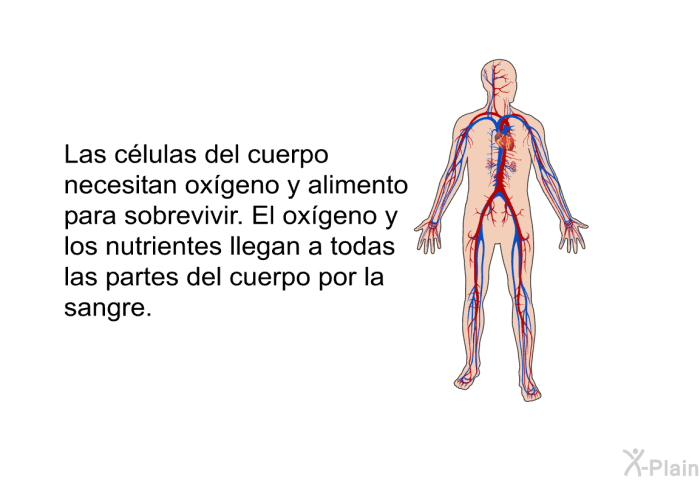 Las clulas del cuerpo necesitan oxgeno y alimento para sobrevivir. El oxgeno y los nutrientes llegan a todas las partes del cuerpo por la sangre.