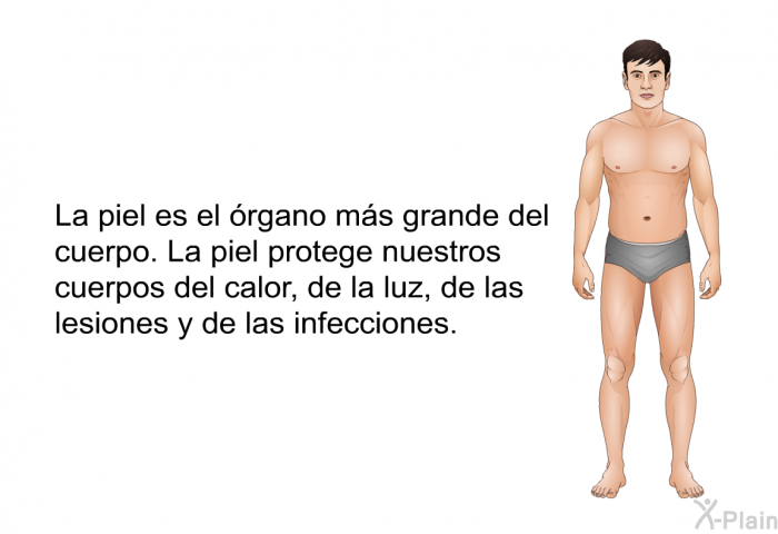 La piel es el rgano ms grande del cuerpo. La piel protege nuestros cuerpos del calor, de la luz, de las lesiones y de las infecciones.