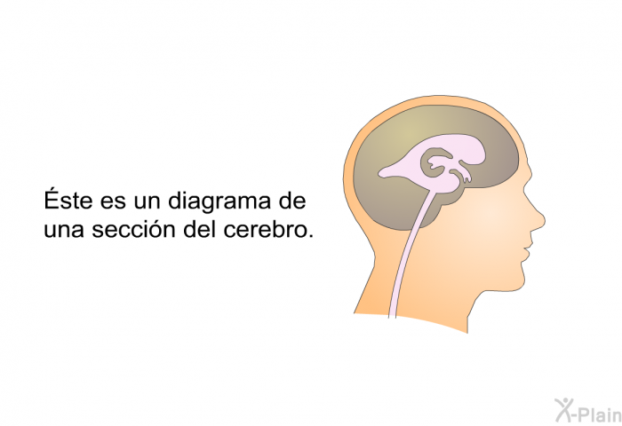 Éste es un diagrama de una seccin del cerebro.